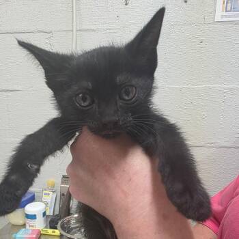 Panther -  Domestic Short Hair Cat for Adoption in Clanton, Alabama - Panther | PetCurious