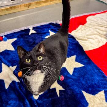 Eddie -  Domestic Short Hair Cat for Adoption in Kennebunk, Maine - Eddie | PetCurious