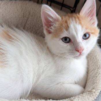 Sanji -  Domestic Short Hair Cat Available for Adoption in Gun Barrel City, Texas - Sanji | PetCurious