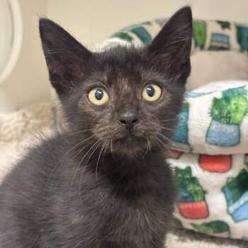 Chompz -  Domestic Short Hair Cat for Adoption in League City, Texas - Chompz | PetCurious