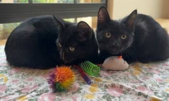 Rescue Domestic Short Hair Cats for Adoption in Scottsdale, Arizona - Elaine | PetCurious