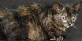 Widget -  Domestic Short Hair Cat for Adoption in Newland, North Carolina - Widget | PetCurious