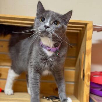 Gris -  Domestic Short Hair Cat for Adoption in Gainesville, Georgia - Gris | PetCurious