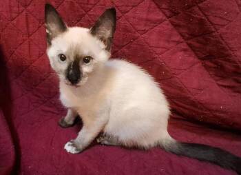 Marianne -  Domestic Short Hair and Siamese Cat for Adoption in Greensboro, North Carolina - Marianne | PetCurious