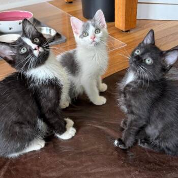 Journal -  Domestic Short Hair Cat for Adoption in Evanston, Illinois - Journal | PetCurious