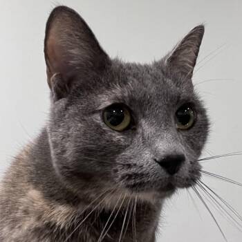 Domestic Short Hair Cats Available for Adoption - Dusty | PetCurious