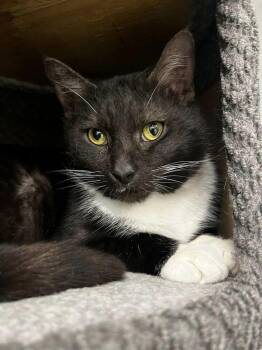 Domestic Short Hair Cats Available for Adoption in Acworth, Georgia - Whiskers | PetCurious