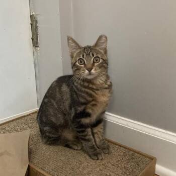 Kabocha -  Domestic Short Hair Cat for Adoption in Chicago, Illinois - Kabocha | PetCurious