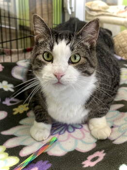 Rescue Domestic Short Hair Cats for Adoption in Estherville, Iowa - Sly | PetCurious