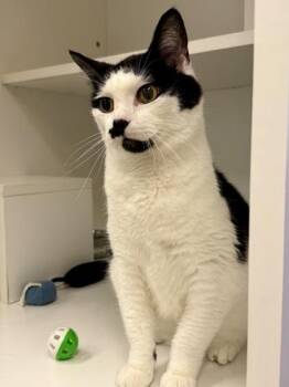 Eleven -  Domestic Short Hair Cat for Adoption in Downers Grove, Illinois - Eleven | PetCurious