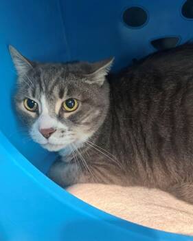 Domestic Short Hair Cats Available for Adoption - CHARCOAL | PetCurious