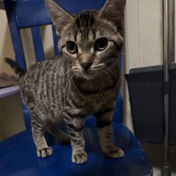 Tabby Cats Available for Adoption - Pete | PetCurious