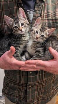 Rescue Domestic Short Hair Cats for Adoption in Portland, Oregon - Bert And Ernie! | PetCurious