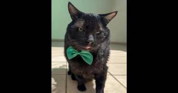 Domestic Short Hair Cats Available for Adoption - Darling Winston | PetCurious