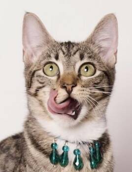 Rescue Domestic Short Hair Cats for Adoption in Riverside, California - Fiona | PetCurious