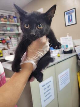 Chan -  Domestic Short Hair Cat for Adoption in Linton, Indiana - Chan | PetCurious