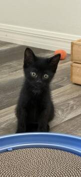 Brian -  Domestic Short Hair Cat for Adoption in Ruskin, Florida - Brian | PetCurious