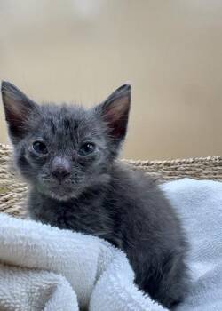 Nickel -  Domestic Short Hair Cat for Adoption in Lawrenceville, Georgia - Nickel | PetCurious
