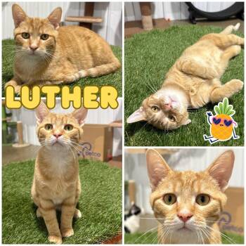 Domestic Short Hair Cats Available for Adoption - Luther | PetCurious
