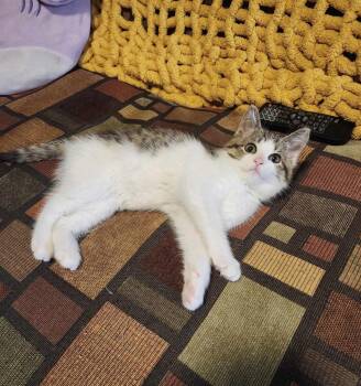 Rescue American Shorthair and Domestic Short Hair Cats for Adoption in Mount Morris, Michigan - Khali | PetCurious