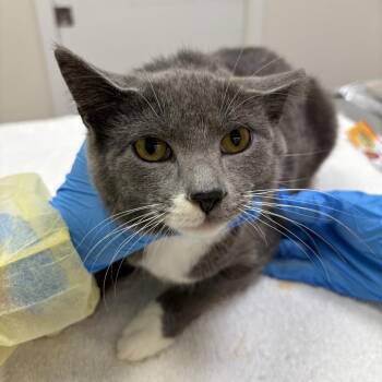 Glow Stick -  Domestic Short Hair Cat for Adoption in Evanston, Illinois - Glow Stick | PetCurious