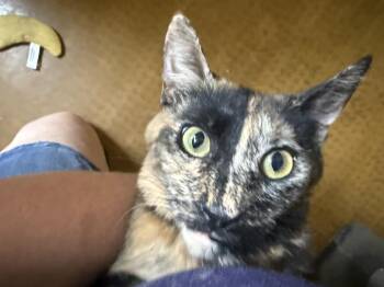 Brimstone Blossom -  Tortoiseshell and Domestic Short Hair Cat for Adoption in Chandler, Arizona - Brimstone Blossom | PetCurious