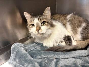 SUGAR -  Domestic Long Hair Cat for Adoption in Tulsa, Oklahoma - SUGAR | PetCurious