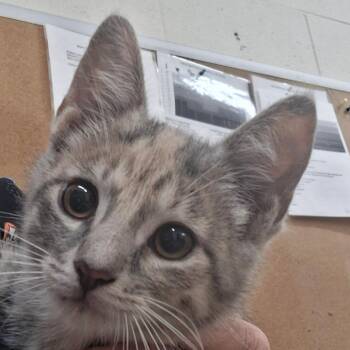 Daffy -  Domestic Short Hair Cat for Adoption in Zanesville, Ohio - Daffy | PetCurious
