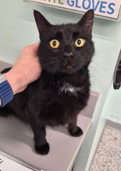 Domestic Short Hair Cats Available for Adoption - Nebula | PetCurious