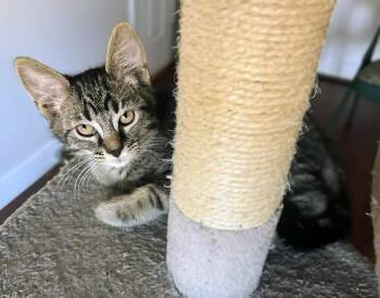 Papillon Blossom -  Tabby and Domestic Short Hair Cat for Adoption in Chandler, Arizona - Papillon Blossom | PetCurious
