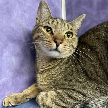Nomnoms -  Domestic Short Hair Cat for Adoption in Austin, Texas - Nomnoms | PetCurious