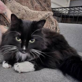 Bubbles -  Domestic Long Hair Cat for Adoption in Winston-salem, North Carolina - Bubbles | PetCurious