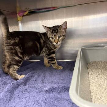 Katia -  Domestic Short Hair Cat for Adoption in Buffalo, New York - Katia | PetCurious
