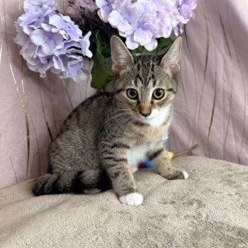 Skye -  Domestic Short Hair Cat for Adoption in Long Beach, Mississippi - Skye | PetCurious
