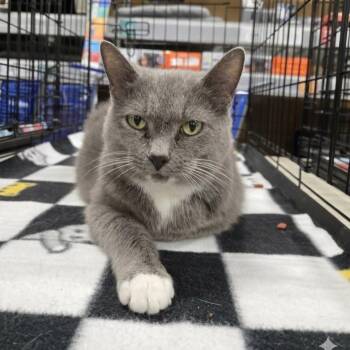 Teletubby -  Domestic Short Hair Cat for Adoption in Cincinnati, Ohio - Teletubby | PetCurious
