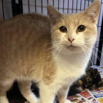 Domestic Short Hair Cats Available for Adoption - Cream | PetCurious