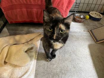 Hazel -  Tortoiseshell Cat for Adoption in Midway City, California - Hazel | PetCurious