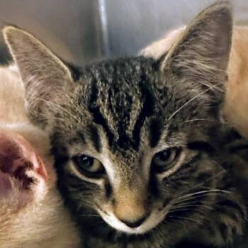 Simon -  Domestic Short Hair and Domestic Medium Hair Cat for Adoption in Marysville, Ohio - Simon | PetCurious