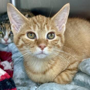 Cricket -  Domestic Short Hair Cat for Adoption in Matteson, Illinois - Cricket | PetCurious
