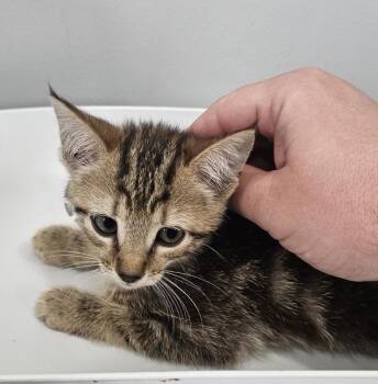 Pumpkin -  Domestic Short Hair Cat for Adoption in Cleveland, Tennessee - Pumpkin | PetCurious
