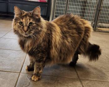 Misty -  Domestic Long Hair Cat for Adoption - Misty | PetCurious