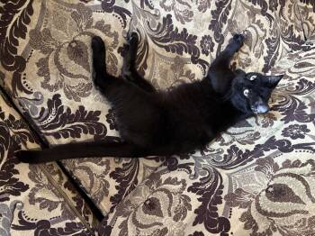 Domestic Short Hair Cats Available for Adoption in Calgary, Alberta - Phee | PetCurious