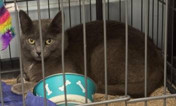 Domestic Short Hair Cats Available for Adoption in Saint Clairsville, Ohio - Misty | PetCurious