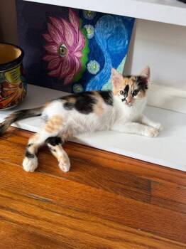 Queso 5204 -  Domestic Short Hair Cat for Adoption in Bonsall, California - Queso 5204 | PetCurious