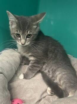 Dalilah 2 months AVAILABLE 7/1 -  Domestic Short Hair Cat for Adoption in Sterling, Massachusetts - Dalilah 2 Months AVAILABLE 7/1 | PetCurious