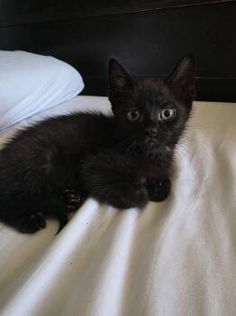 Domestic Short Hair Cats Available for Adoption in Broomfield, Colorado - DELBERT | PetCurious