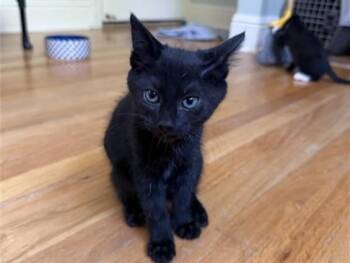 PEPPER -  Domestic Short Hair Cat for Adoption in Palo Alto, California - PEPPER | PetCurious