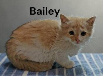 Bailey -  Domestic Medium Hair Cat for Adoption in Weems, Virginia - Bailey | PetCurious