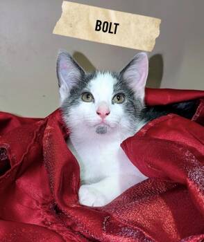 White and grey crew-Males -  Domestic Short Hair Cat for Adoption in Moline, Illinois - White And Grey Crew-Males | PetCurious