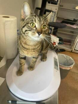 Domestic Short Hair Cats Available for Adoption in Bolivar, Missouri - Puff Puff | PetCurious